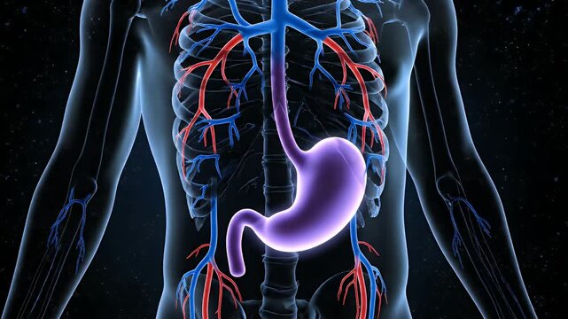 Human Stomach Anatomy with Blood Vessels on a Black Background Medical Visualization for Educational Purposes