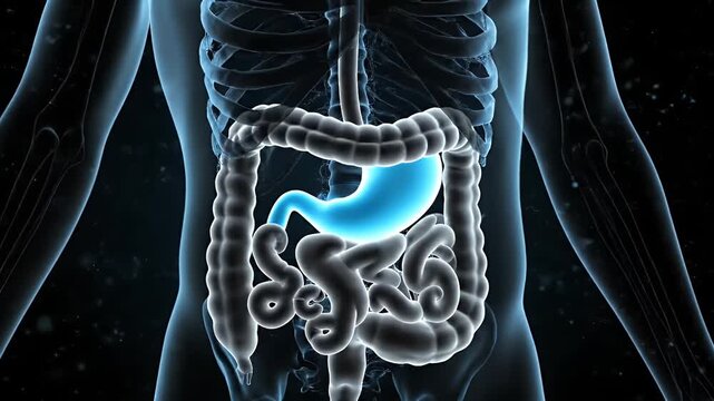 Human Stomach and Digestive System Anatomy 3D Animation on Black Background Medical Illustration Showing Esophagus