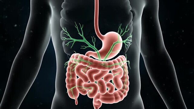 Human Torso Stomach and Intestines with Lymph Nodes in Medical Animation Dark Background, Gastroenterology, Anatomy and