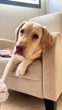 A dog is laying on a bed with a lamp in the background. The dog appears to be tired and is resting its head on its paws