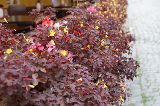 Beautiful Purple Oxalis Flowers in Outdoor Planter, Decorative Summer Floral Arrangement on a Cobblestone Street Background