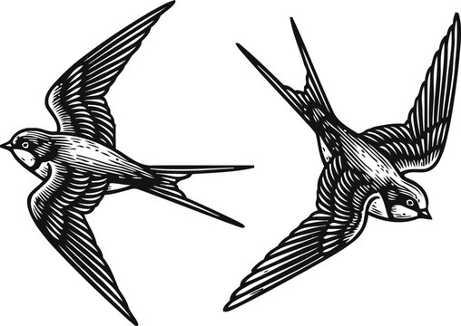 Two swallows flying in opposite directions with detailed black and white wing feathers illustration