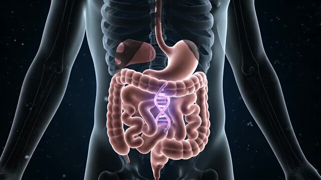 Medical Animation of Human Digestive System with DNA Helix Structure within Intestines on Dark Blue Background for