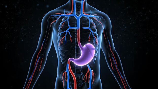 Medical Animation of Human Stomach and Cardiovascular System on Dark Background with Medical Visuals Anatomy Study