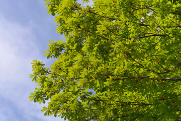 Fototapeta premium Common horse chestnut branches with leaves - Latin name - Aesculus hippocastanum