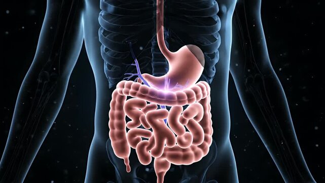 Medical Animation Showing the Human Digestive System Inside The Body, Including The Stomach, Small Intestine, and Other
