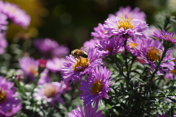 Obraz premium Close-up of a Hoverfly Pollinating Bright Pink Chrysanthemum Flowers in the Sun