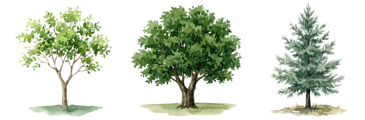 Fototapeta premium Three Different Trees: Deciduous, Broadleaf, and Evergreen, Isolated on White