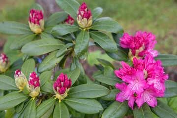 Spring garden background with blooming rhododendron flowers and buds, natural seasonal floral scene, fresh green leaves, vibrant pink blossoms, May and June calendar concept, early summer nature