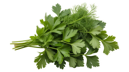 Fototapeta premium Fresh cilantro bunch with green leaves and stems isolated on transparent white background