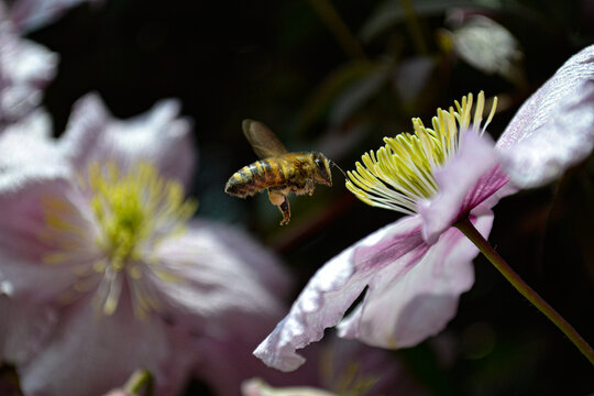 bee on flower