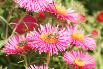 Obraz premium Macro Shot of a Honey Bee Pollinating Vibrant Pink Aster Flowers in the Sun