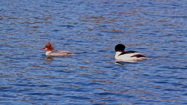 Common Merganser, Goosander, Mergus merganser swimming on the Kleinhesseloher Lake in the English Garden at Munich, Germany