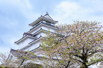 桜が満開な鶴ヶ城（福島県会津若松市）