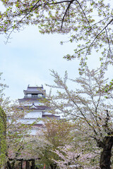 桜が満開な鶴ヶ城（福島県会津若松市）