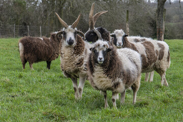 Moutons de Jacob, b&eacute;liers et brebis dans un pr&eacute;