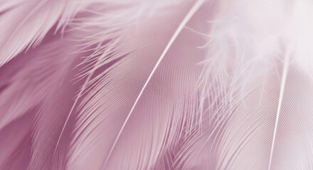 Fototapeta premium Soft pastel pink feathers with delicate texture and gentle gradient, creating a serene, elegant, and ethereal abstract background for design projects