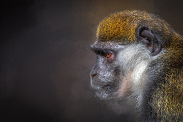 De Brazza Monkey Profile Portrait with Orange Brow on Dark Moody Background with copy space © Ralph Lear