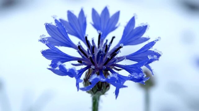 A close-up of a vibrant blue, frost-covered cornflower standing against a bright, soft winter background, held steady for the duration.