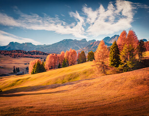 Obraz premium Colorful morning view of Alpe di Siusi mountain plateau with beautiful yellow larch trees and Langkofel peak on background. Impressive autumn scene of Dolomite Alps, Ortisei locattion, Italy.