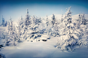 Naklejka premium Gorgeous winter scene of mountain forest with small fir trees forest covered by fresh snow. Cold morning landscape of snowy woodland. Beauty of nature concept background.