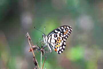 Obraz premium Close up of a Lime Butterfly (Papilio demoleus) perched on a wild plant in the forest