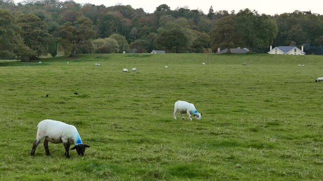 Sheep grazing in a green pasture in Killarney, County Kerry, Republic of Ireland.