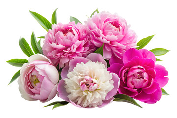 Obraz premium Pink and white peonies with green leaves on black background