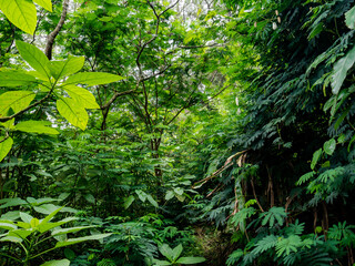 View of wild plants and ferns catching the sun's rays deep in the forest. Ideal for meditation app backgrounds, environmental awareness posters, or nature documentaries.