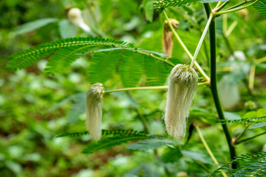Close-up of a White Powder Puff (Calliandra tetragona) flower bud with its distinctive hairy texture. Suitable for rare flora catalogs, garden blogs, or botanical research journals.
