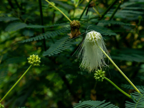 Fully opened White Calliandra flower, highlighting its soft, hair-like stamens. Perfect for nature posters, botanical journals, or high-end floral art prints.
