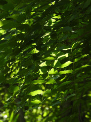 林のアトラクション