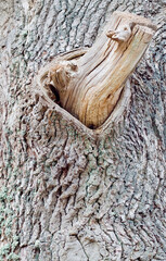 Eichenstamm Wundheilung