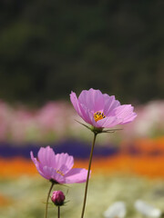 賑わいから離れて