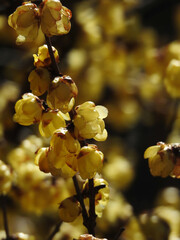 小鈴のさえずり