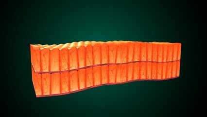Skin Tissue with Layers, Cells, and Functions anatomy. 3d render
