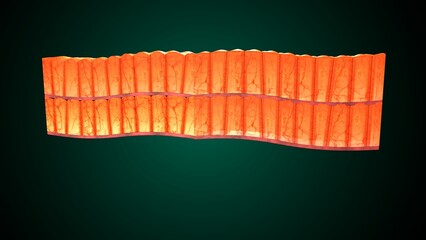 Skin Tissue with Layers, Cells, and Functions anatomy. 3d render