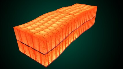 Skin Tissue with Layers, Cells, and Functions anatomy. 3d render