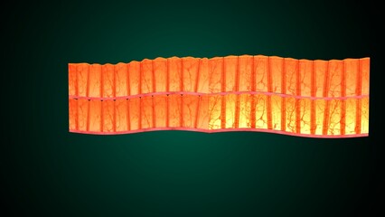 Skin Tissue with Layers, Cells, and Functions anatomy. 3d render