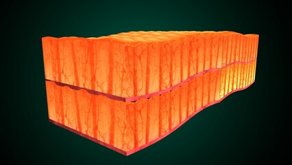 Skin Tissue with Layers, Cells, and Functions anatomy. 3d render