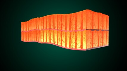 Skin Tissue with Layers, Cells, and Functions anatomy. 3d render