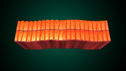 Skin Tissue with Layers, Cells, and Functions anatomy. 3d render