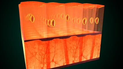 Skin Tissue with Layers, Cells, and Functions anatomy. 3d render