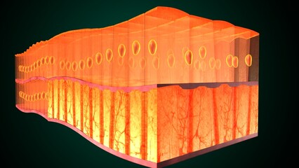 Skin Tissue with Layers, Cells, and Functions anatomy. 3d render