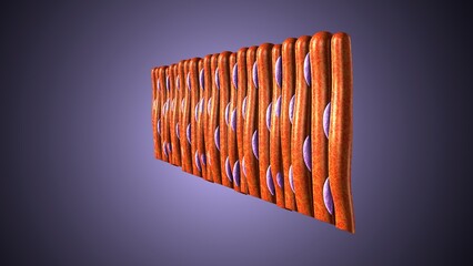 Smooth muscle tissue in our body anatomy. 3d illustrations