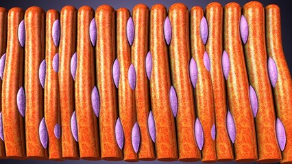 Smooth muscle tissue in our body anatomy. 3d illustrations