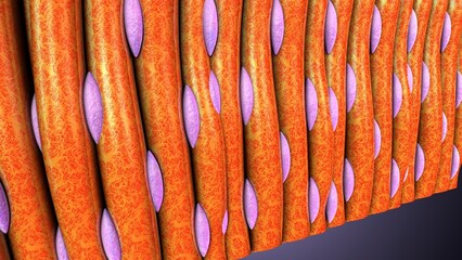 Smooth muscle tissue in our body anatomy. 3d illustrations