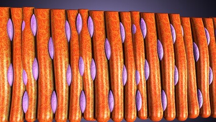 Smooth muscle tissue in our body anatomy. 3d illustrations