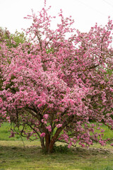Fototapeta premium Spring apple orchard with pink blossoms natural background and calm mood