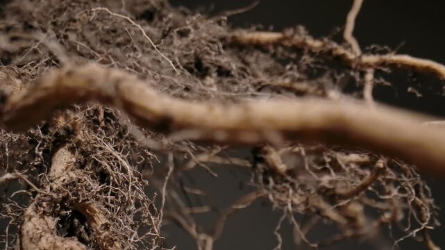 Macro shot of a plant root system showcasing intricate textures and organic patterns in nature.